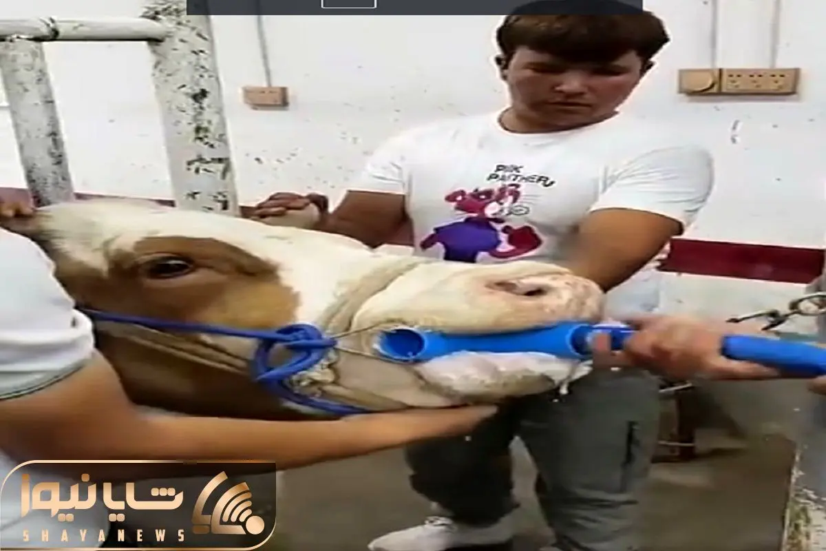 Wp Header Logo 1113.png