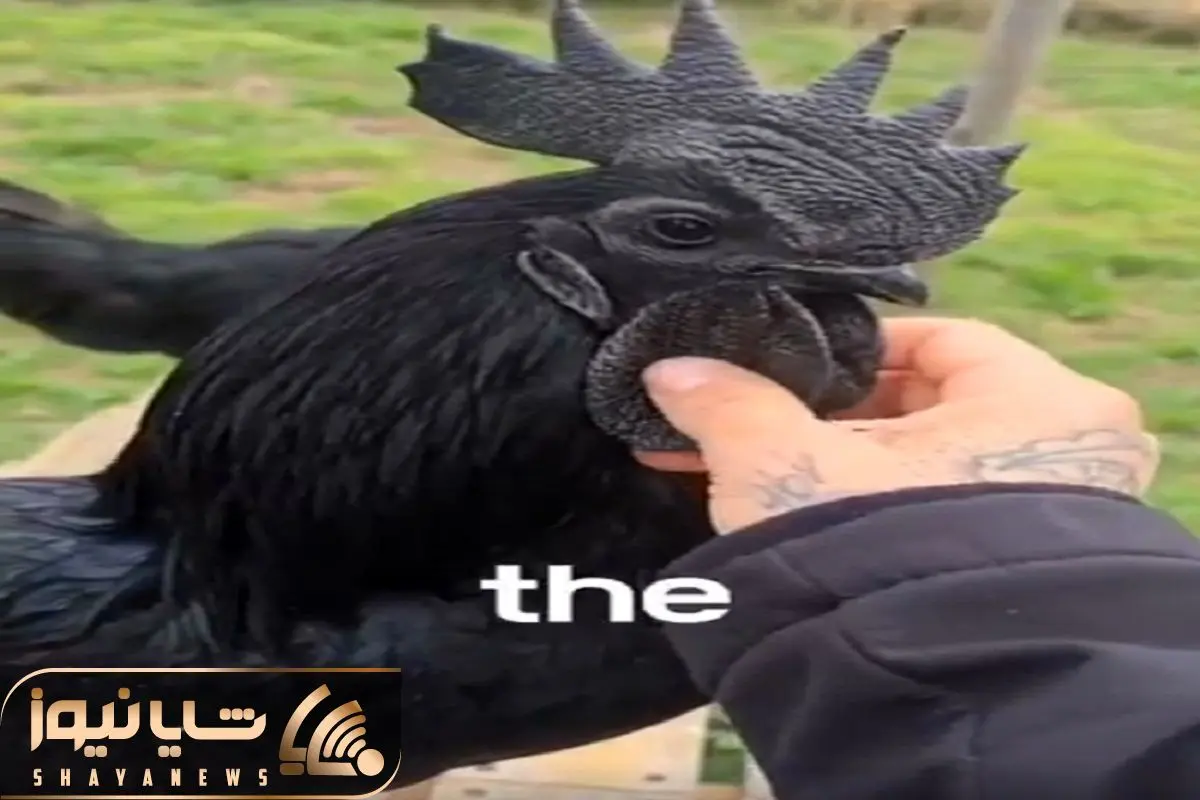 Wp Header Logo 114.png