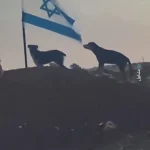 سگ ولگرد پرچم اسرائیل را پاره کرد