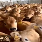 دامداری نوین؛ گوساله ها رو ول میکنن هر کی مادرشو با بو کشیدن پیدا میکنه شیر میخوره