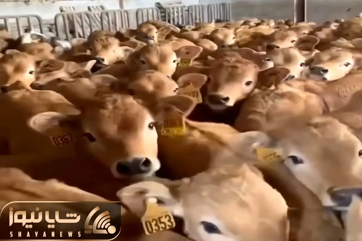 Wp Header Logo 1248.png