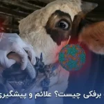 تب برفکی دامدارانی که بیمه باشند پرداخت می‌شود