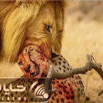 مستند حیات وحش؛ نبرد مذبوحانه شیر و پلنگ برای حفظ حاکمیت