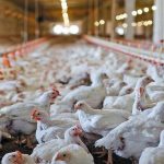 هشدار تولیدکنندگان مرغ درباره آینده بازار