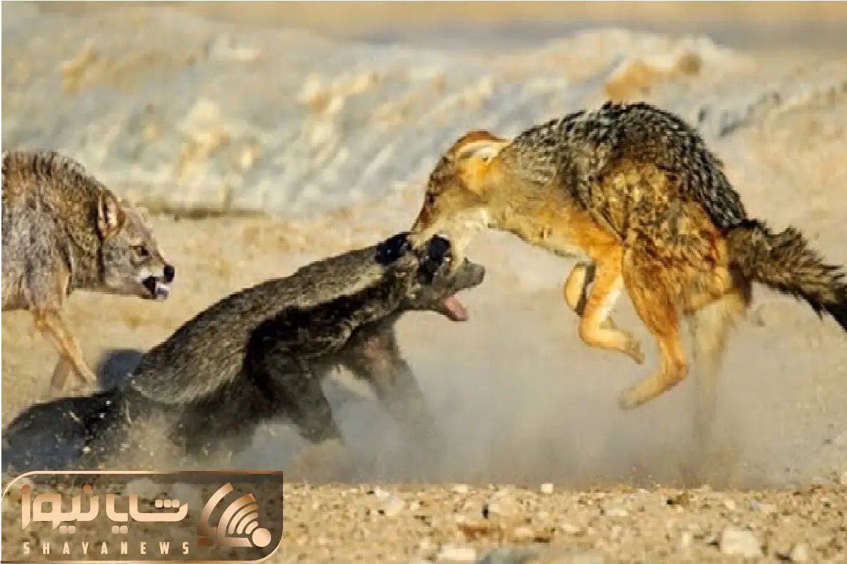 Wp Header Logo 1497.png