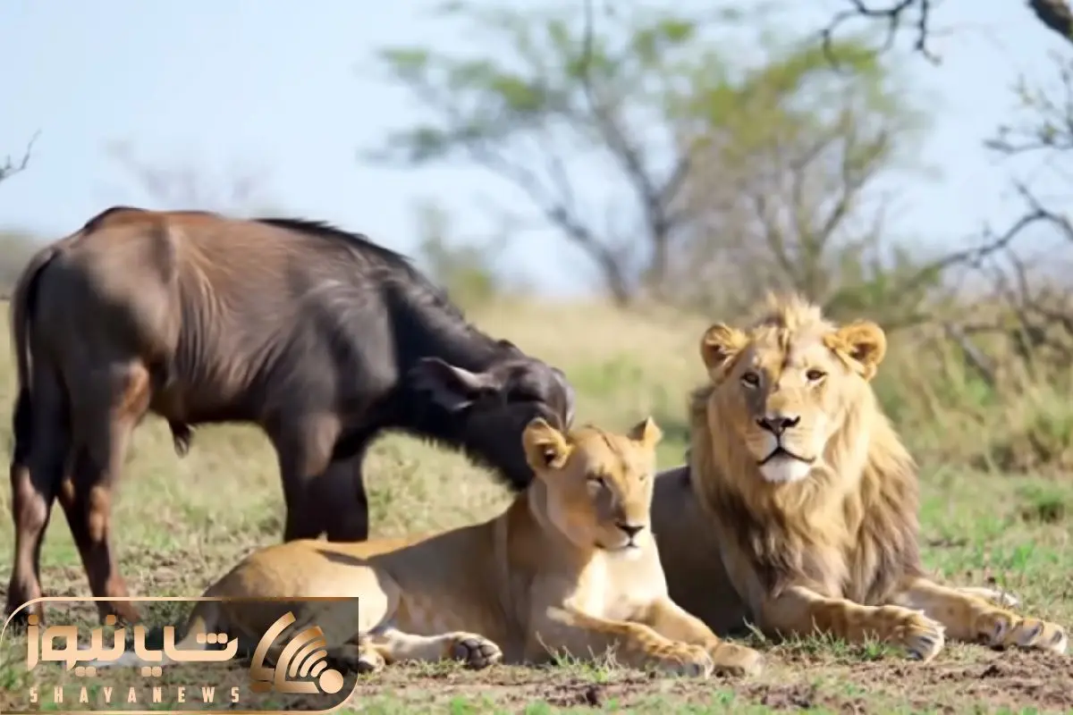 Wp Header Logo 1529.png