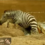 مستند حیات وحش؛ خر راه راه عین ماهی از لا دندون تمساح لیز میخوره