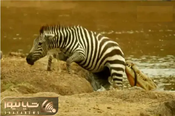 Wp Header Logo 1865.png