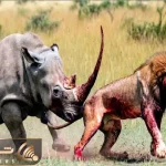 مستند حیات وحش؛ شیر که رو مخ باشه کرگدن شاخشو خونی میکنه