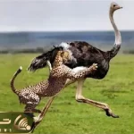 مستند حیات وحش؛ یوزپلنگ یه حیوون سالم تو جنگل نمیزاره به همه حمله میکنه