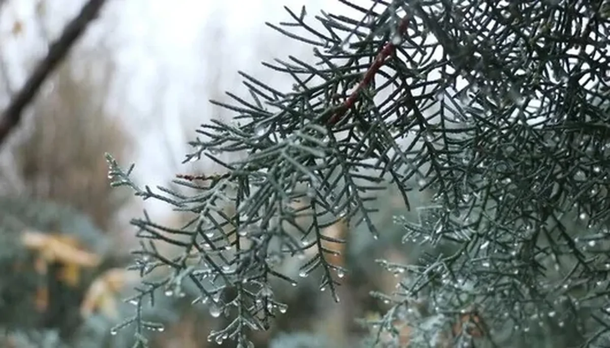 Wp Header Logo 2461.png