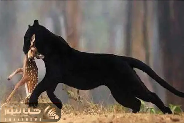 Wp Header Logo 2615.png