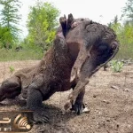 مستند حیات وحش؛ اژدهای کومودو گراز گُنده رو میماله اینور اونور درسته قورت بده