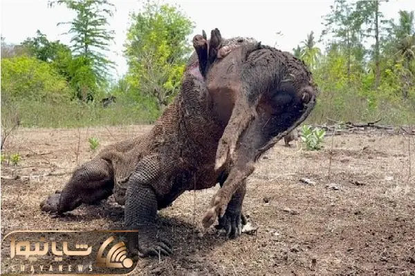 Wp Header Logo 2827.png