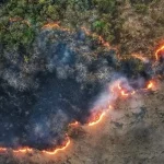 ادامه آتش‌سوزی‌های سریالی در جنگل‌های شمال