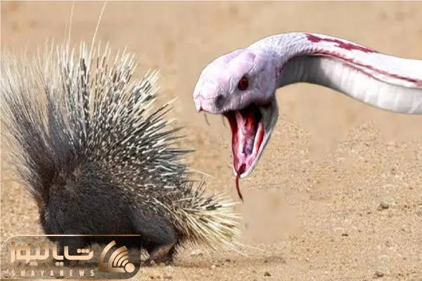 Wp Header Logo 3146.png