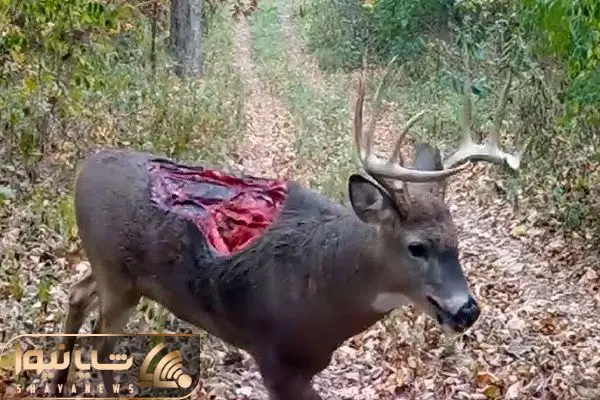 Wp Header Logo 3367.png