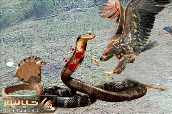 Wp Header Logo 3368.png