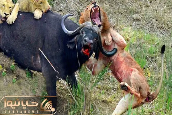 Wp Header Logo 3404.png