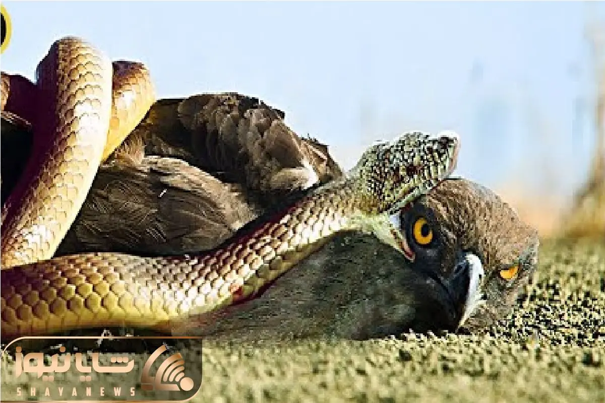 Wp Header Logo 342.png