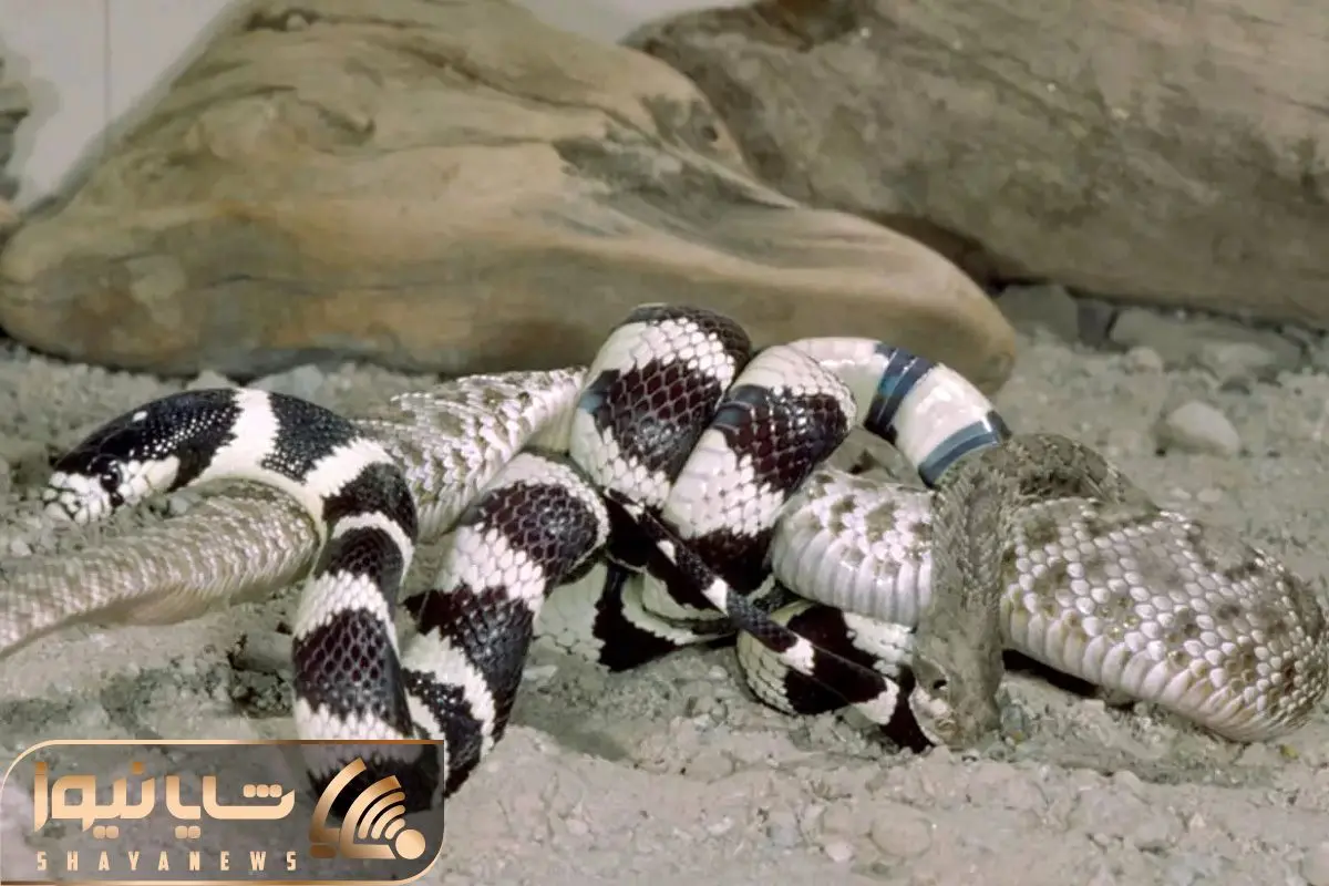 Wp Header Logo 353.png