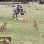 مستند حیات وحش؛ یوزپلنگ فکر کرد گورخر حریف آسونی اما ساده لوح بود