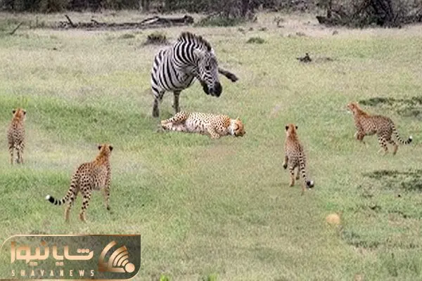 Wp Header Logo 3759.png