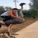 دامداری نوین؛ یارو دیوونس سوار شترمرغ شد هندل زد شترمرغ دراز عین موتور گازشو گرفت