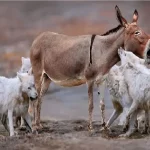 مستند حیات وحش؛ شکارچیان که به قصد شکار، شکار شدند