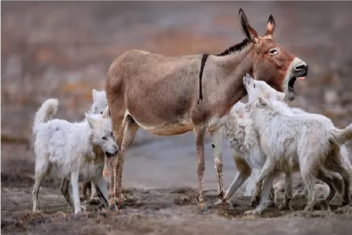 Wp Header Logo 3885.png