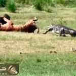 مستند حیات وحش؛ همدستی تمساح و گراز برای باخت ببر