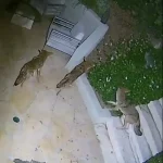 نبرد شجاعانه یک راکون با پنج کایوت