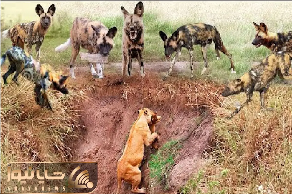 Wp Header Logo 425.png