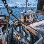 گزارش: فروش غذاهای دریایی روسیه علی‌رغم تحریم‌های اتحادیه اروپا