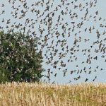 افزایش خسارت پرندگان و ابلاغ دستور اقدام فوری در مزارع کشور