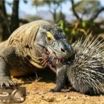 مستند حیات وحش؛ کی میتونه جلوی کومودو رو بگیره وقتی جوجه تیغی با خار میقورته