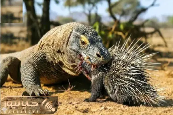 Wp Header Logo 4888.png