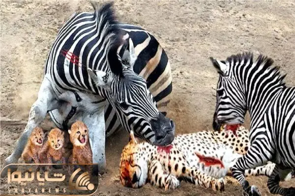 Wp Header Logo 4974.png