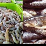 صادرات آبزیان ظرفیت تأمین ارز ۸ میلیارد یورویی کالاهای اساسی را دارد