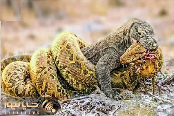 Wp Header Logo 5154.png