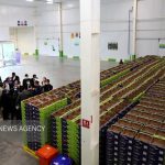 ایران سومین تولیدکننده پسته جهان