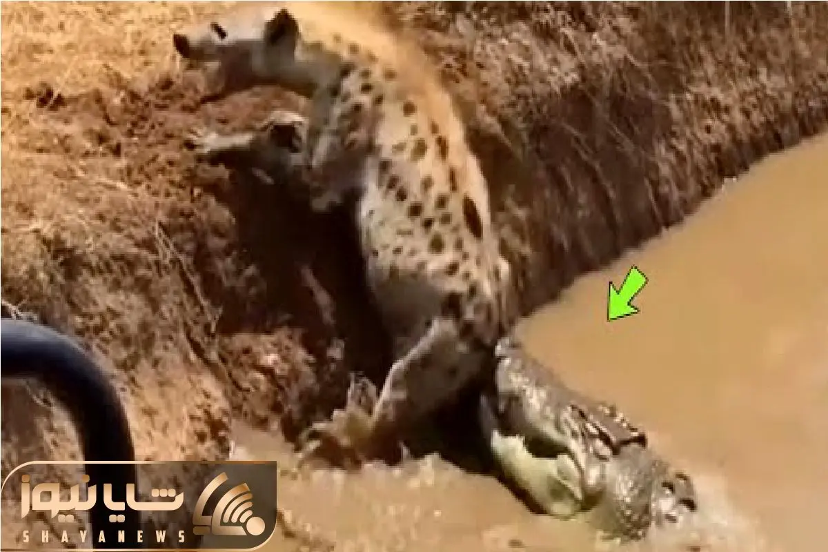 Wp Header Logo 556.png