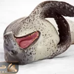 راز بقا؛ ژن پلنگ رو به فُک زدن ترکیب لیزی با قدرت اعجوبه ای شد