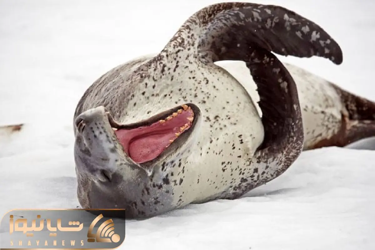 Wp Header Logo 569.png