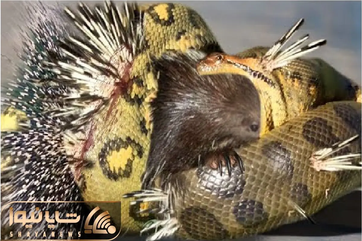 Wp Header Logo 599.png