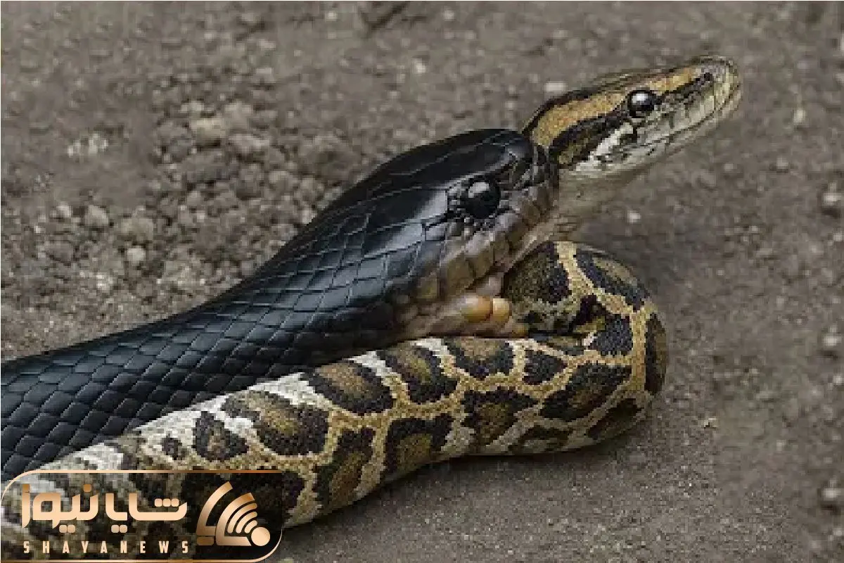 Wp Header Logo 775.png