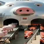 فرآوری خوک؛ خوک لجن رو با پشم و پیل فرستادن تو دستگاه  کز خورد سوخاری شد