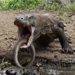 بر مدار وحش؛ مار گِلی کاری می‌کنه کومودو حالش به هم بخوره و بالا بیاره