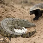 بر مدار وحش؛ تخم دزدی گورکن از تمساح شقی