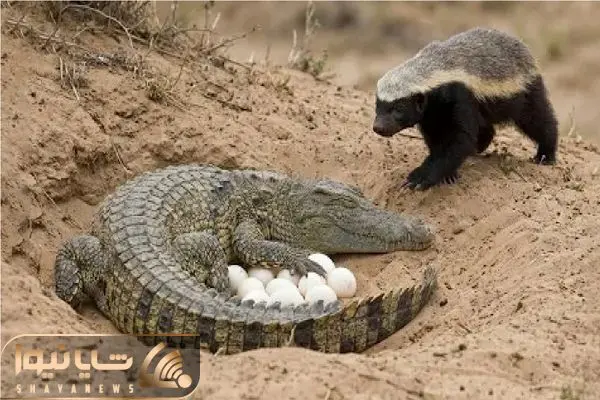 Wp Header Logo 292.png